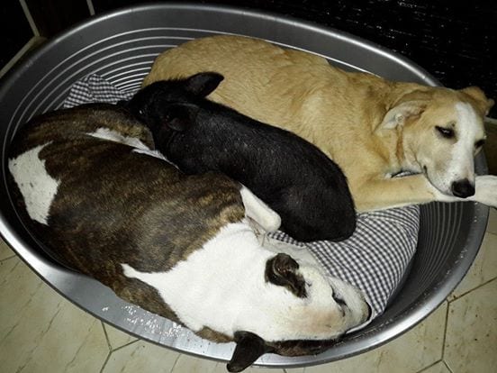 10628248_815031505207856_2231288913708512520_n