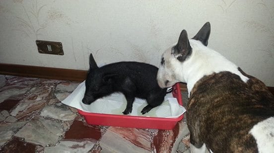 10704180_811530335557973_3140157508954870745_n