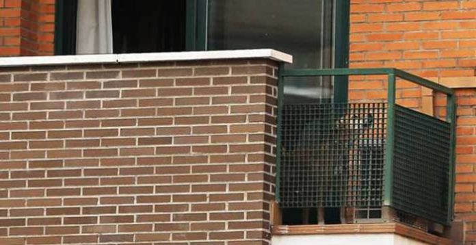 L’italiano medio odia i cani?