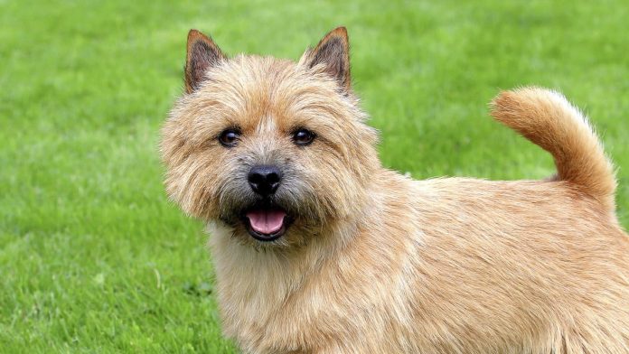 Ti presento… Norwich e Norfolk terrier