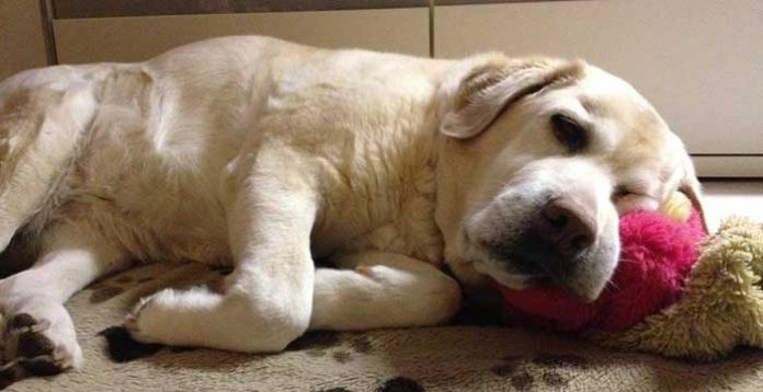 Elogio di un cane normale