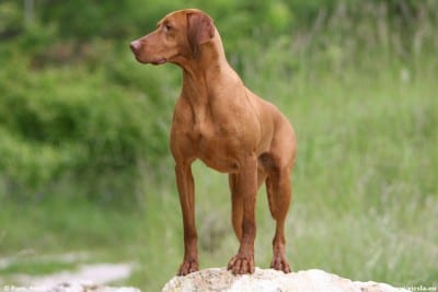 Magyar_vizsla_0435