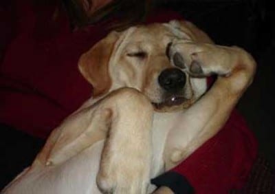 dog-facepalm