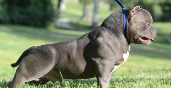 Ti presento… l’American Bully