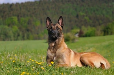 Pastore-Belga-Malinois