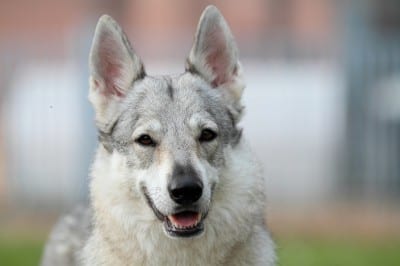 Cane-Lupo-Cecoslovacco2