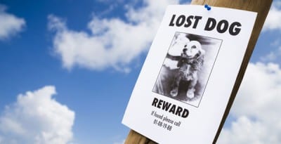lost-dog-sign