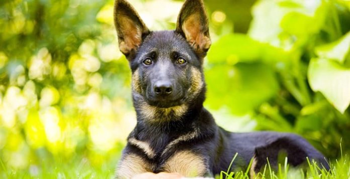 Vorrei un cane “tosto” come primo cane