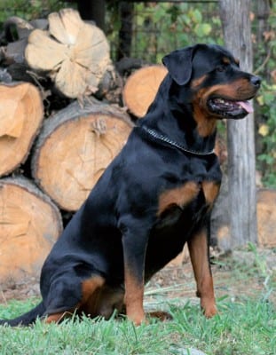 Rottweiler4