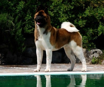 akita1