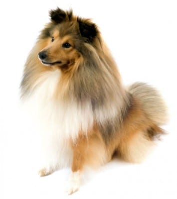 shetland-sheepdog