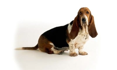 il-bassethound2