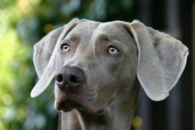 weimaraner5