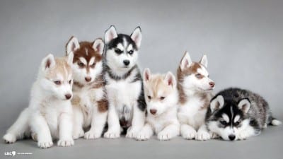 siberian-husky6