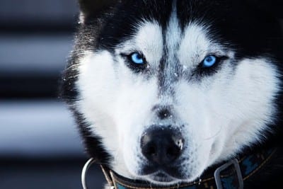 husky_occhi