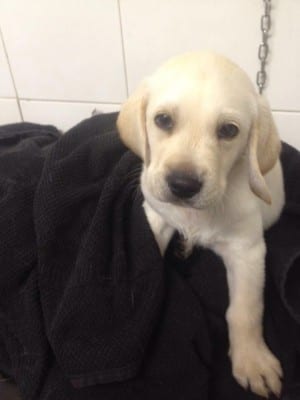 11082818_10153174529202505_1050902082_n