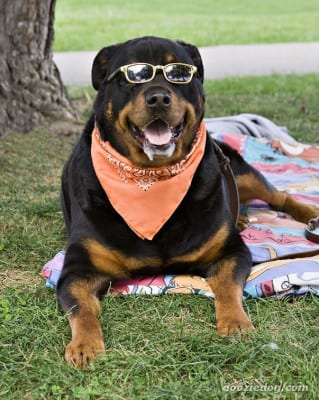 xRottweiler-9.jpg.pagespeed.ic.9WeqCpcbzB