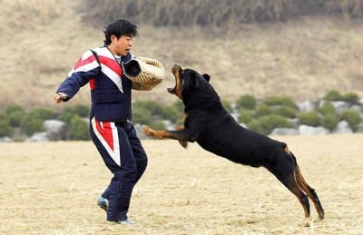 Rottweiler-Dog-angry-top-images-hd-wallpapers