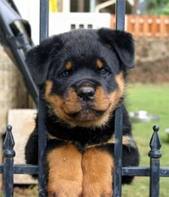 rottweiler_ryan3