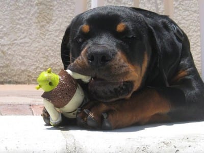 JeroxAnkaDeiselTraceyS