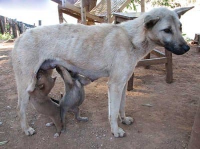 Allattamento_inpiedi2