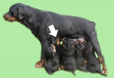 Allattamento_inpiedi