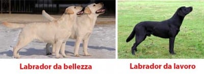 bellav_labrador