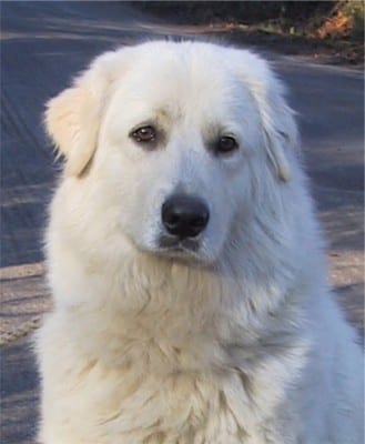 Maremma-Sheepdog2
