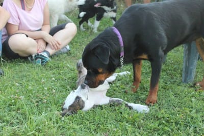 11705985_10207469780325436_1498848212_o