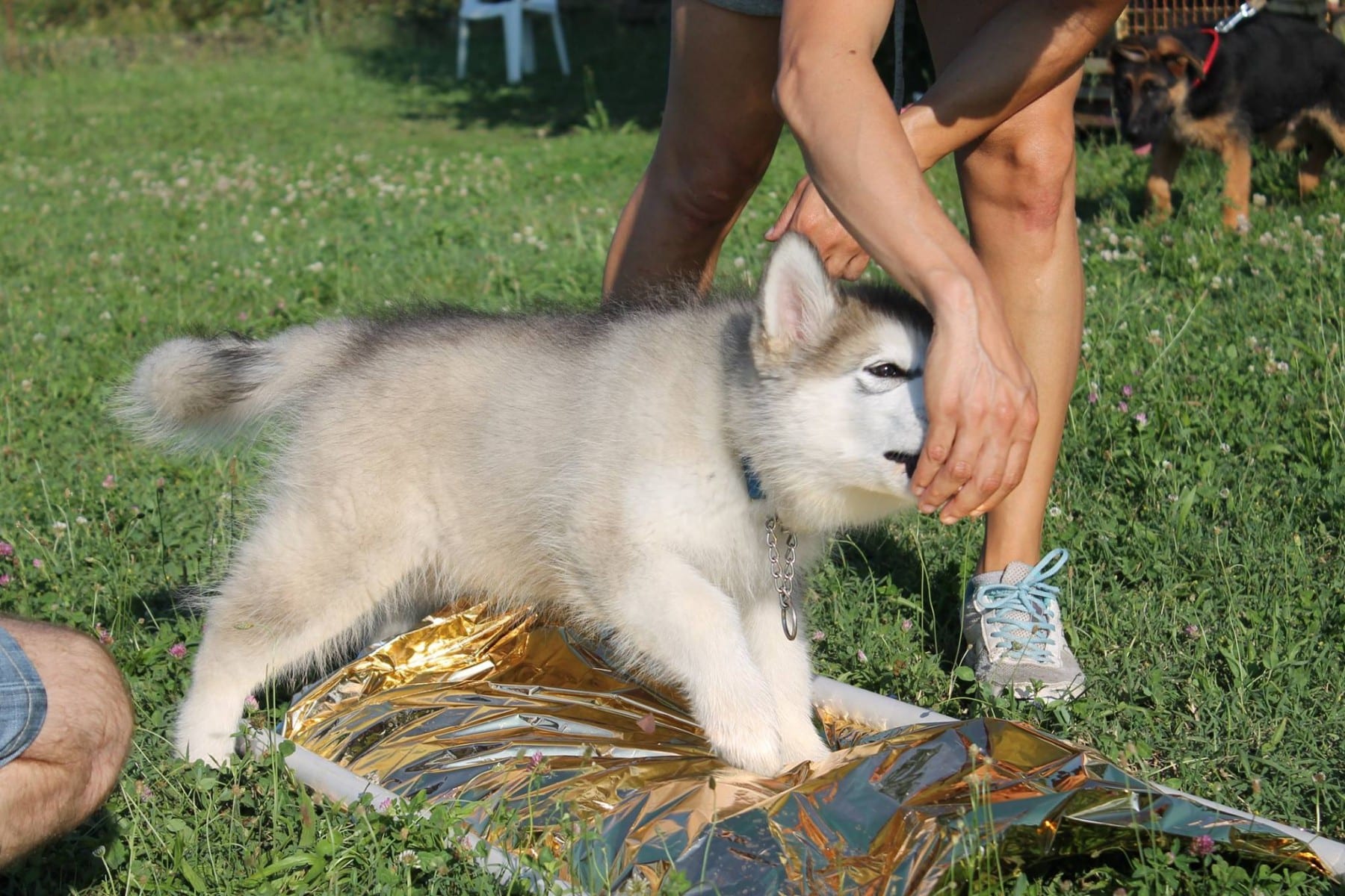 11660029_10207469789725671_1287822154_o