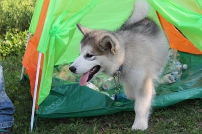 11656127_10207469783685520_1861859101_o