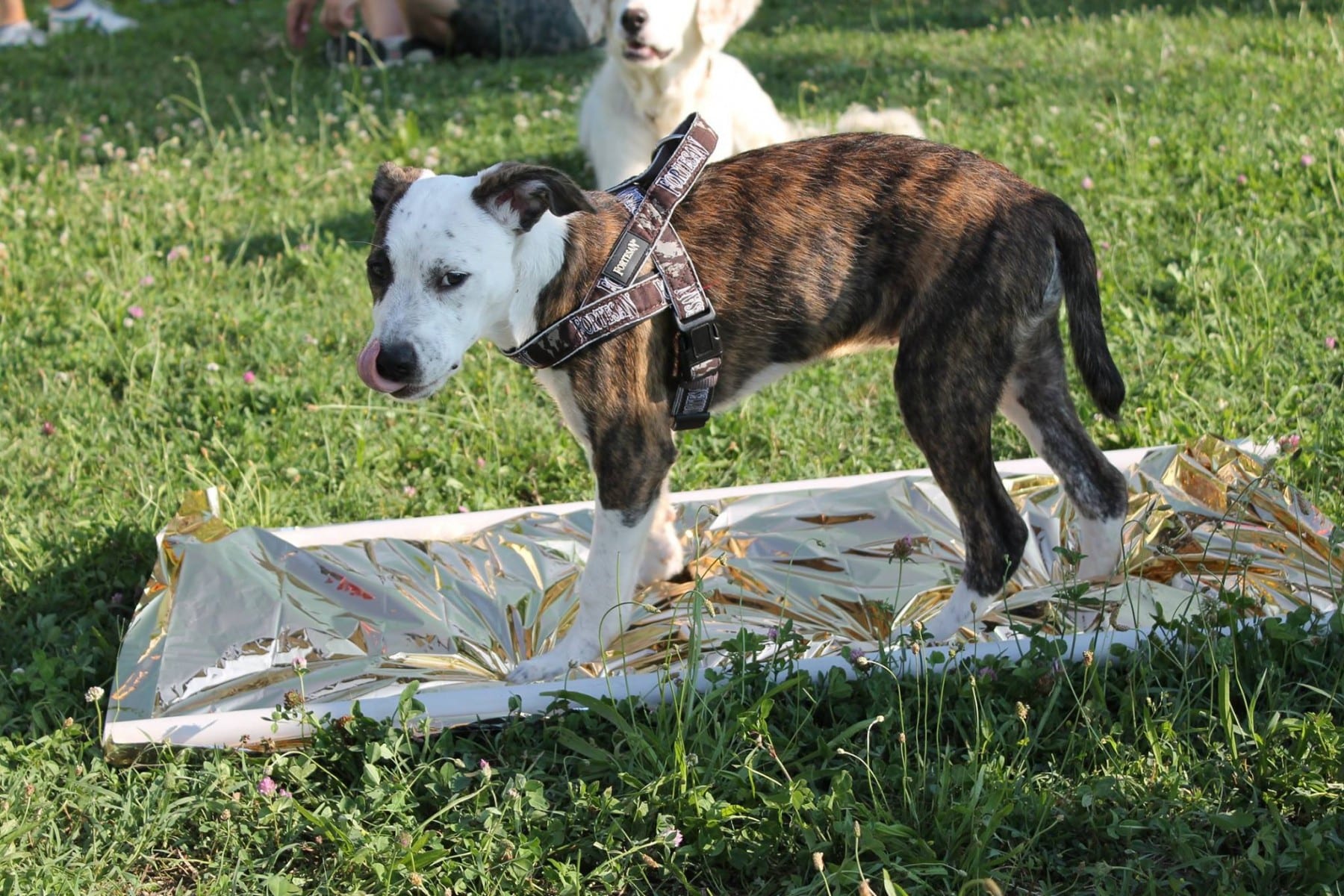 11654058_10207469785725571_1231823416_o