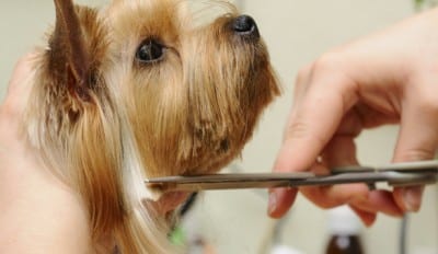 Modena-impronte-di-vanita-toelettatura-cibo-accessori-cani-sconto20-8803-Wdettaglio1