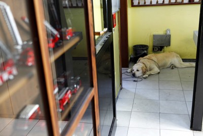 RUBEN UN CANE VIGILE DEL FUOCO 015