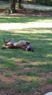 11953236_10207318916601217_4299308106716671050_n