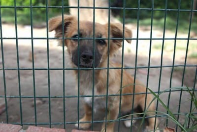 CANILE E GATTILE VIA AQUILA PER BURATTINO