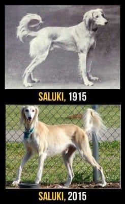 saluki1915