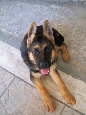 Cucciolo_di_pastore_tedesco_-_German_Shepherd