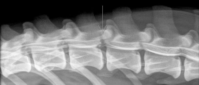 L’ernia del disco nei cani