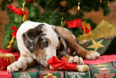 Catahoula Leopard Dog frisst Knochen vor Weihnachtsbaum