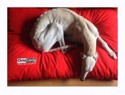 colchon-ortopedico-perro borde