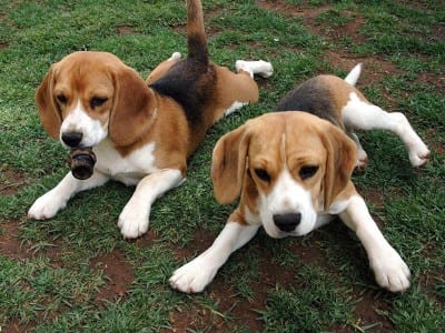 beagles