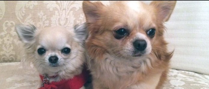 Chihuahua schizzati e odiosi? MA ANCHE NO, se li fai vivere da cani!