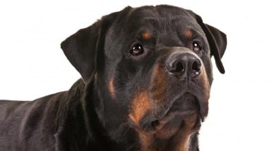 Rottweiler_hero