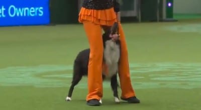 dogcrufts1