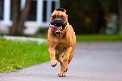 bullmastiff-cuccioli_NG3
