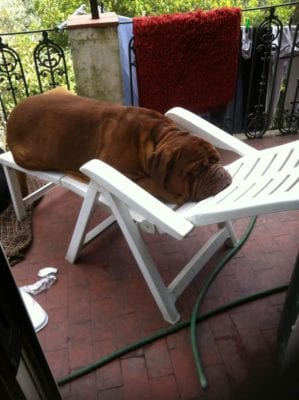 ugo_doguedebordeaux