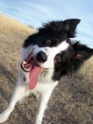 border-collie-dog-face