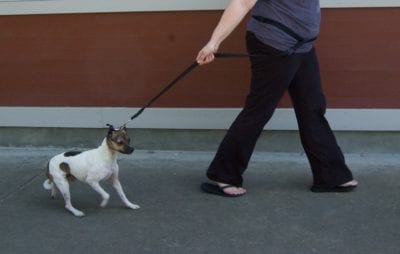 Dog-on-a-leash-pulling-the-other-way
