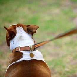 Leash-Pulling-A-Dogs-Best-Friend